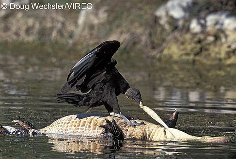 Other birds and small animals: Black Vulture w02-43-006.jpg