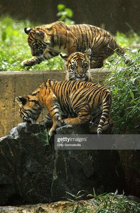 Three Sumatran Tiger Cubs Make Their Public Debut At The Smithsonian
