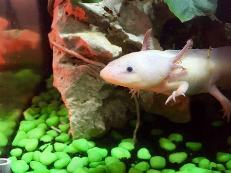 Axolotl is a neotenic salamander, which are often termed as mexican salamander or water monster. Axolotl Lifespan: Are They in the Brink of Extinction?