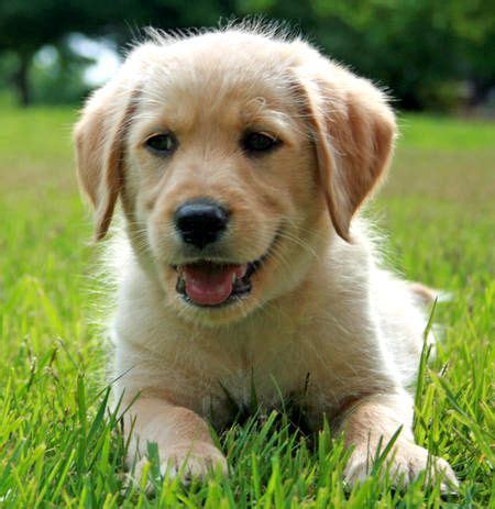 There's also the possibility that they could be some mix of both parents' colors. golden-retriever-chocolate-lab-mix-monty-the-labrador ...