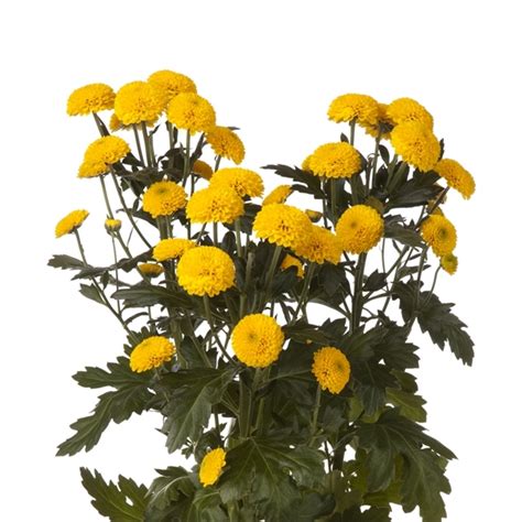 Yellow Button Spray Mums Florabundance Wholesale Flowers