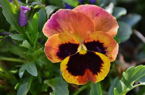 Free Image On Pixabay Pansy Flower Natur Floral Pansies Flowers