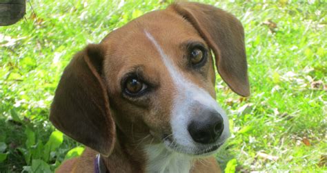 Beagle And Dachshund Mix Lifespan Health Problems And Care