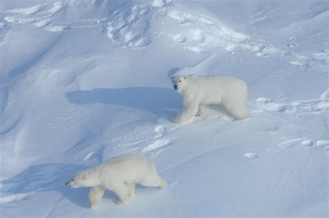 New Canadian Research Confirms Polar Bears Use Crosswinds To Sniff Out
