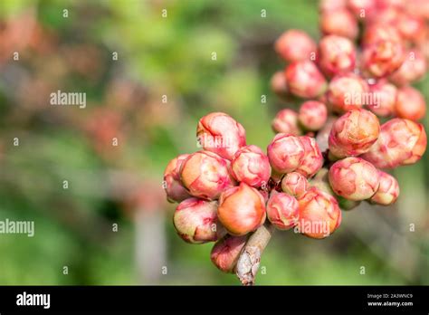 Flowering Ornamental Quince Chaenomeles Japonica Stock Photo Alamy