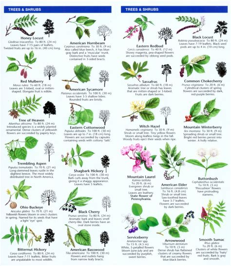The hellebore will be the flower that shows you light at the end of the tunnel. Pennsylvania Trees & Wildflowers: A Folding Pocket Guide ...