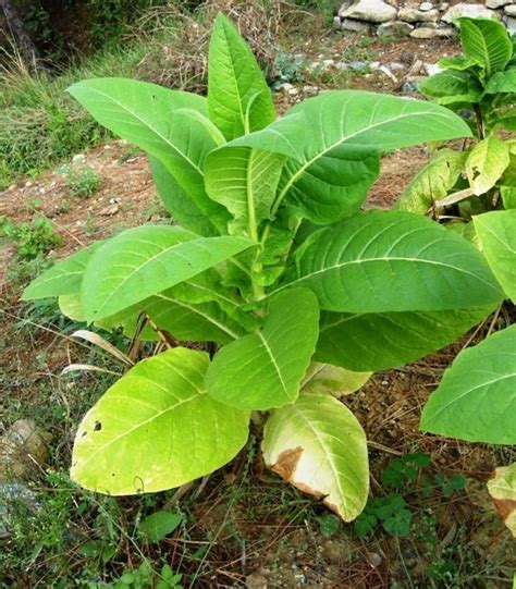 Nicotiana Tabacum Cultivated Tobacco Go Botany
