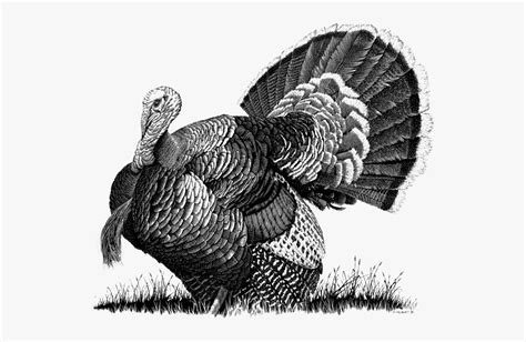 Wild Turkey Clipart White 10 Free Cliparts Download Images On