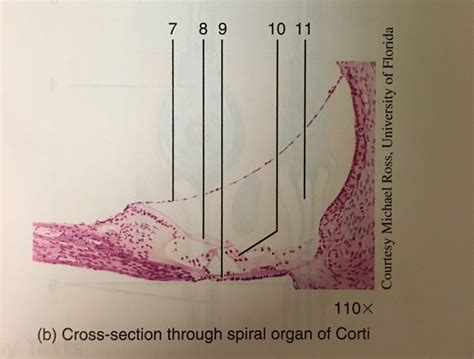 Cross Section Through Spiral Organ Of Corti Diagram Quizlet