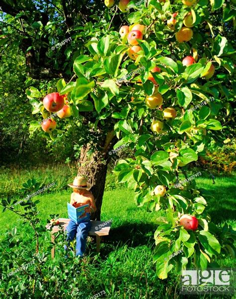 Young Sitting Under An Apple Tree And Reading Stock Photo Picture And