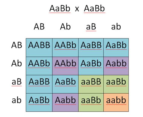 Use the same letter but use lower case to represent the recessive allele. Determining Genotypes and Phenotypes using Punnett Squares | Free Homework Help