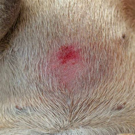 Hot Spots On Dogs What Causes Them And How To Treat Them Bechewy