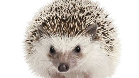 Wallpaper Hedgehog Cute Animals 5k Animals 15439
