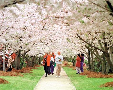 Where To See Macons Cherry Blossom Trees Cherry Blossom Festival