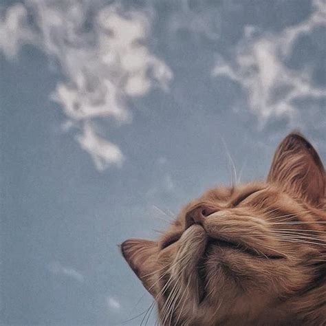 👑jaz💜 Smexyndjfnf Cute Cat Wallpaper Cat Aesthetic Cute Cats
