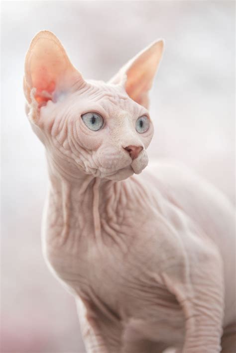People Are Shaving Cats And Selling Them As Fake Sphynx