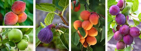 Tools For Deciduous Fruit Trees Arizona Summerwinds