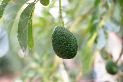 Avocado Farming In India Guide To Profit Amra Farms