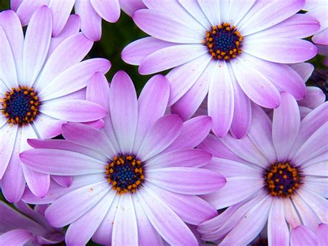 Free Images Blossom Flower Purple Petal Colorful Flora