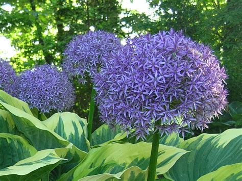 A perennial plant or simply perennial is a plant that lives more than two years. Companion Planting Bulbs with Perennials