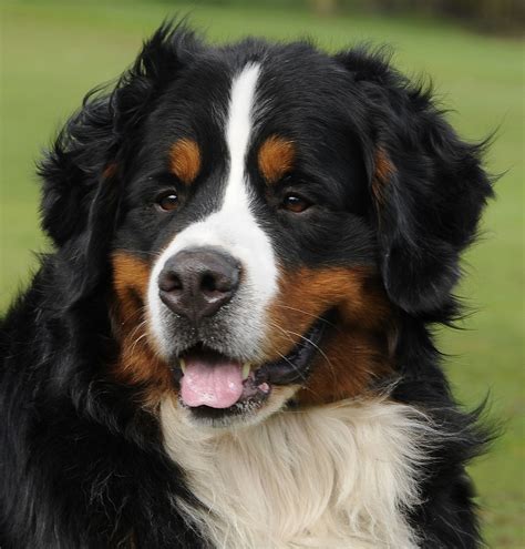 Bernese Mountain Dogs Biological Science Picture Directory