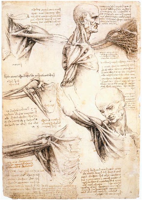 Leonardo Da Vinci Anatomy Study Anatomy Drawing Anatomy Reference Anatomy Art Human Anatomy