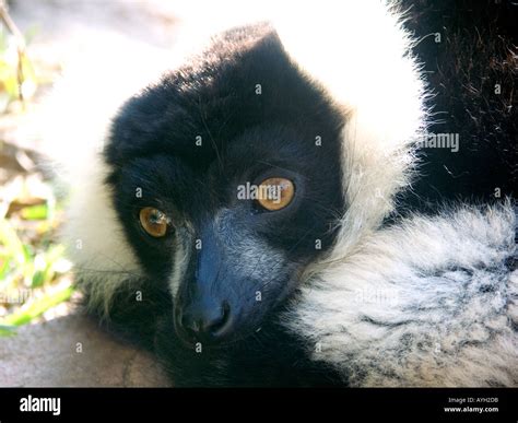 Black And White Ruffed Lemur Varecia Variegata Variegata Lemurs