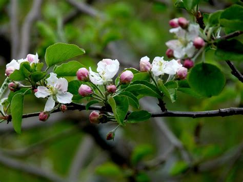 The Retirement Chronicles The Apple Blossoms Are Coming The Apple