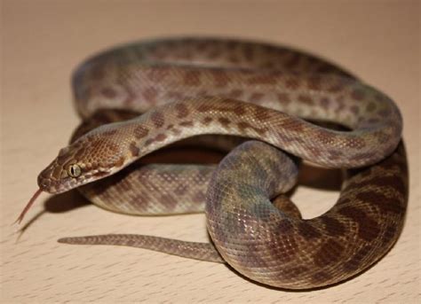Childrens Python Facts And Pictures Reptile Fact