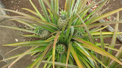 On sait que l'ananas comosus est originaire des régions tropicales ou subtropicales d'amérique du sud, cependant, cultivé et sélectionné depuis des millénaires, l'ananas cultivé est devenu stérile, si bien qu'on ignore son. Plant d'ananas - Photo de 14 Novembre - La di la fé