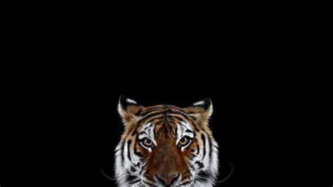 467988 Animals Big Cats Mammals Tiger Cats Rare Gallery Hd