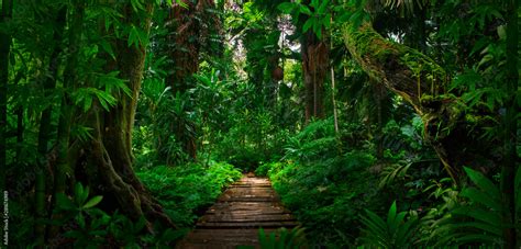 Southeast Asian Tropical Rainforest With Path Stock Photo Adobe Stock