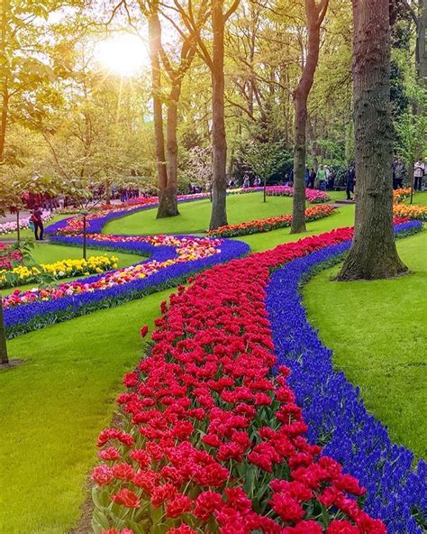 The Tulips Garden🌷🌷🌷 Netherlands 🇳🇱 Tulips Garden Beautiful Gardens