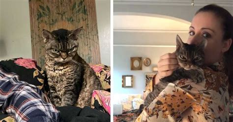 Grumpy Aggressive Cat Surprises New Owner By Becoming A Cuddly Cat