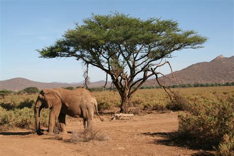 The national park boasts one of the largest subtropical forests in japan and provides habitats for species endemic to yambaru, such as the endangered okinawa rail and okinawa woodpecker. File:Reserve samburu faune 2.jpg