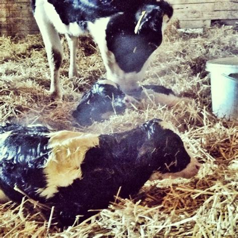 5 Facts About Twin Dairy Calves What Is A Freemartin