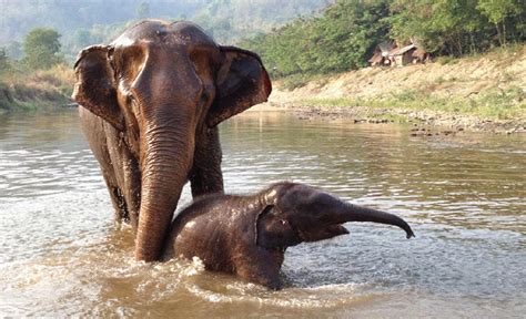 Baby Elephant Playing In The Mud Redefines Cuteness Video Dawn