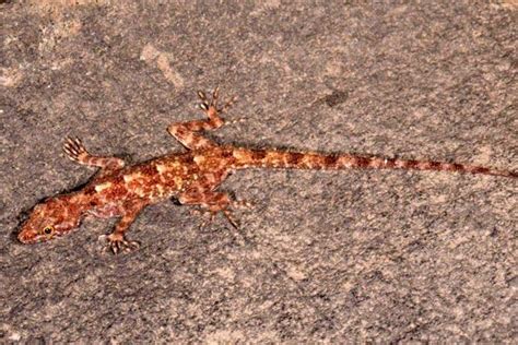 Researchers Find Three New Gecko Species In Western Ghats