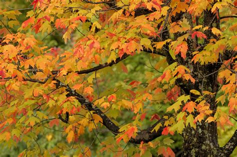 How To Identify Deciduous Trees By Their Leaf