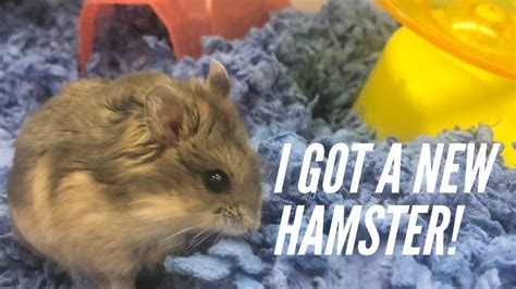 Where can i get a hamster? Getting a hamster from Petco - YouTube