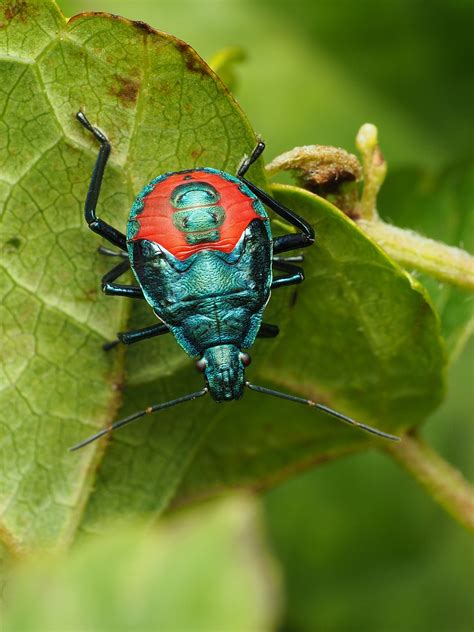 Maryland Biodiversity Project Florida Predatory Stink Bug