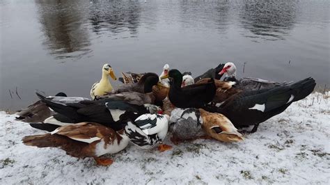 Ducks Feeding In The Snow Youtube
