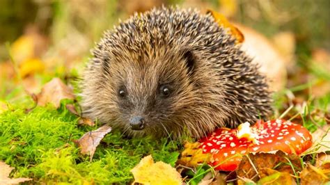 So werden sie die tiere wieder los. Der Igel - Lebensraum, Futter, Feinde, Winterschlaf - Haus ...