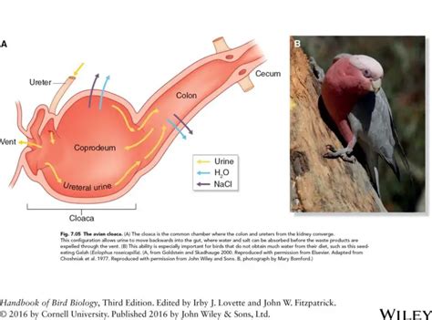 How Do Birds Pee Learn The Amazing Urinary Systems Of Birds