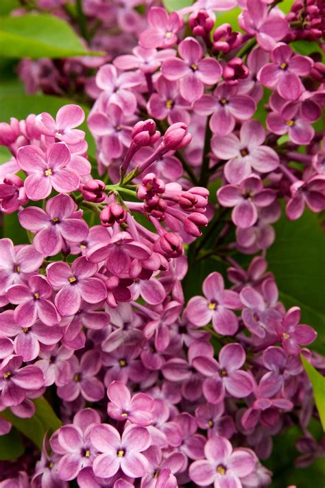 These Fragrant Blooms Will Sweeten Your Garden And Home Sunset