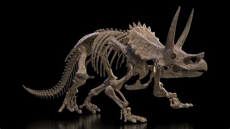 3d Triceratops Skeleton Fossil Model Turbosquid 1505255