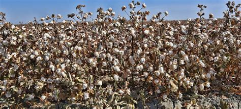 Phytogen Cottonseed Releases New Pima Variety For 2021 Seed Today