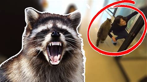 Attacked By Raccoon At Cafe Youtube
