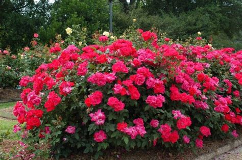 Beautiful Summer Flowers That Will Transform Any Exterior Page