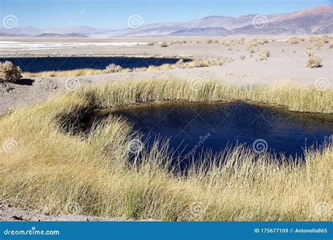 Geyser Ojos Del Campo At The Salar Of Antofalla At The Puna De Atacama